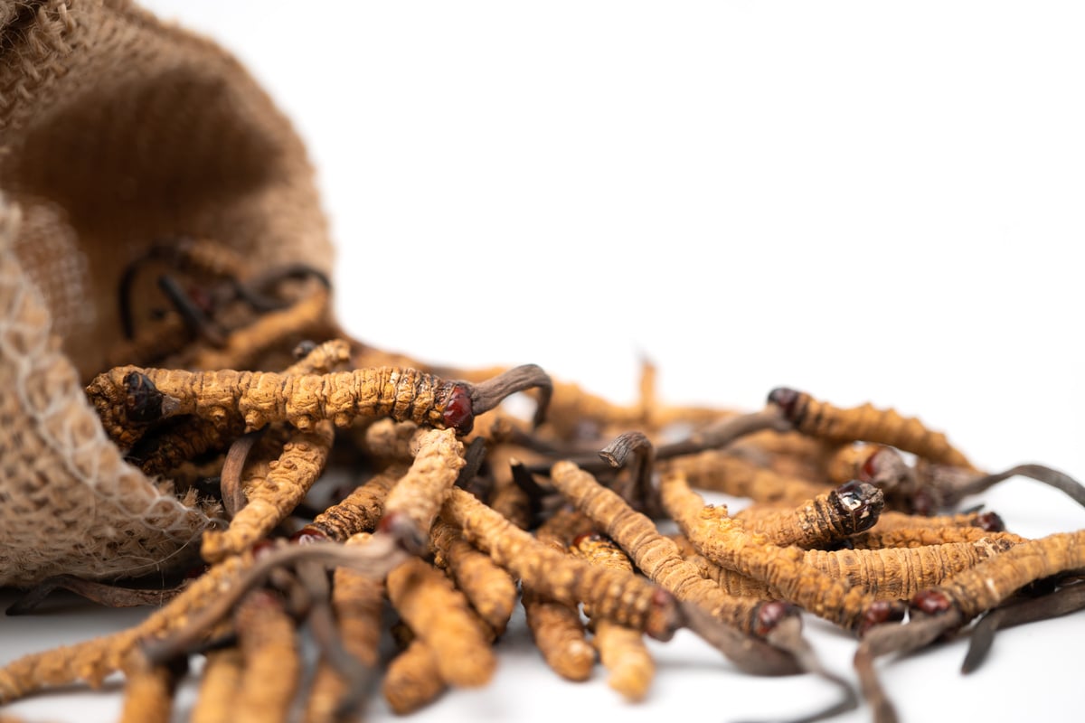 Closeup of Ophiocordyceps sinensis or mushroom cordyceps in